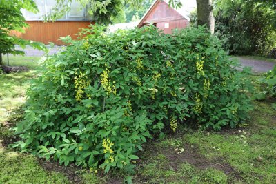 Laburnum x Waterii 'Arnold Weeping' štědřenec Waterův - celek v květu